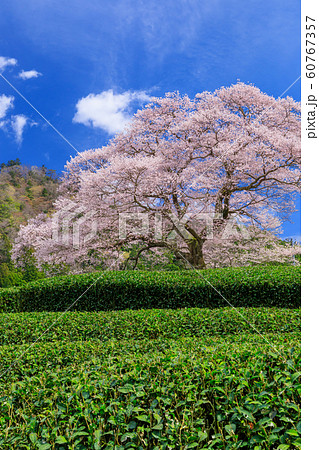 静岡_牛代のみずめ桜満開 60767357