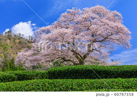 静岡_牛代のみずめ桜満開 60767358