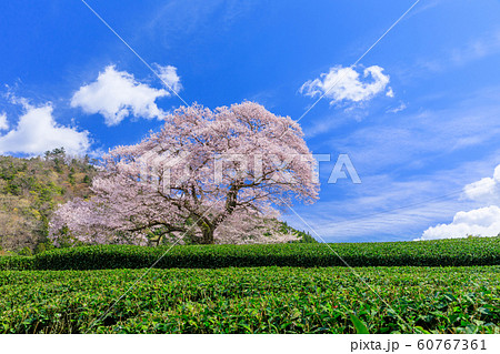 静岡_牛代のみずめ桜満開 静岡_牛代のみずめ桜満開 60767361