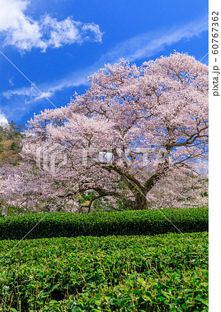 静岡_牛代のみずめ桜満開 60767362