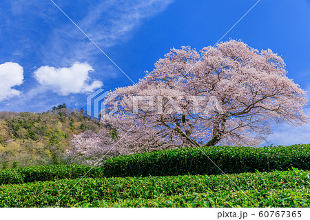 静岡_牛代のみずめ桜満開 静岡_牛代のみずめ桜満開 60767365