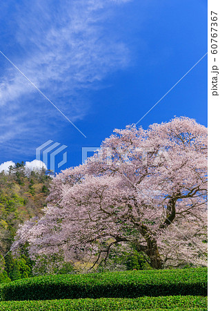 静岡_牛代のみずめ桜満開 60767367