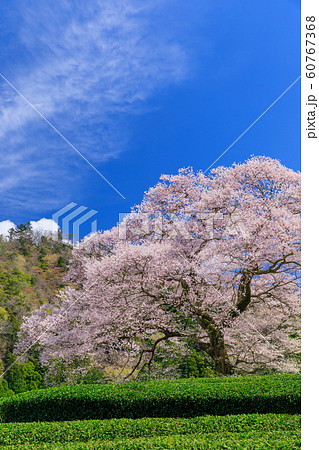 静岡_牛代のみずめ桜満開 静岡_牛代のみずめ桜満開 60767368
