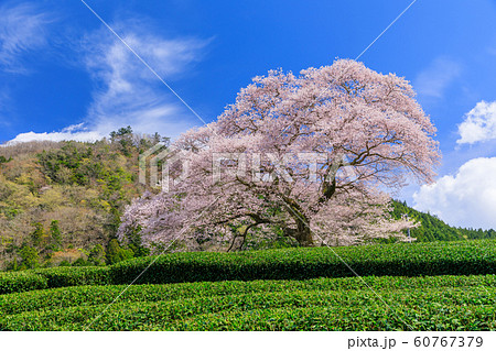静岡_牛代のみずめ桜満開 60767379
