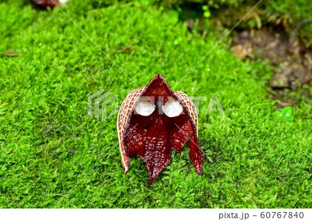 ダースベイダーみたいに見えるアリストロキア サルバドレンシスの花 ダースベイダーみたいに見えるアリストロキア サルバドレンシスの花 60767840