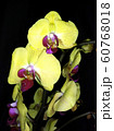 blooming orchid on a black background 60768018