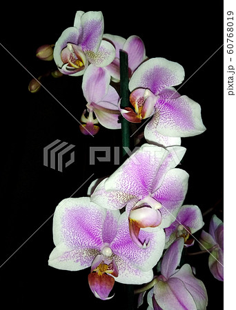 blooming orchid on a black background blooming orchid on a black background 60768019