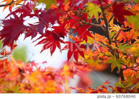 カエデ紅葉 カエデ紅葉 60768040