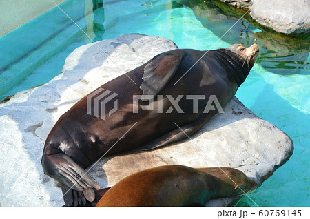 カルフォルニア・アシカ（上野動物園／東京都台東区上野公園） 60769145