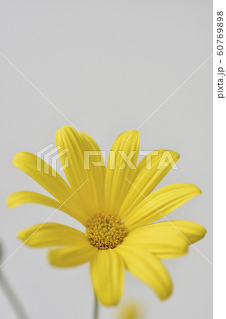 ユリオプスデージー ユリオプスデージー 60769898