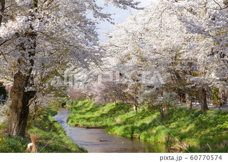 忍野の春、山梨県南都留郡忍野村にて 忍野の春、山梨県南都留郡忍野村にて 60770574