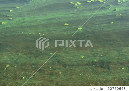 The surface of an old swamp covered with duckweed The surface of an old swamp covered with duckweed 60770643