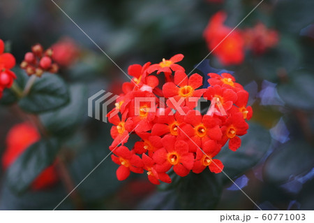 ベニマツリ Rondeletia odorata ベニマツリ Rondeletia odorata 60771003