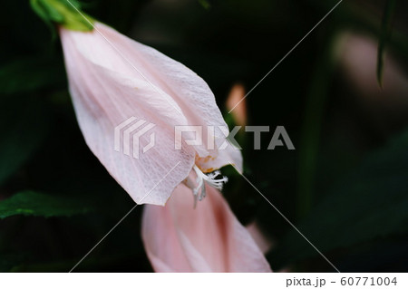 ウナズキヒメフヨウ  Sleeping hibiscus 60771004