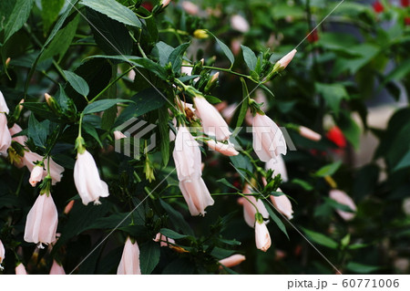 ウナズキヒメフヨウ Sleeping hibiscus ウナズキヒメフヨウ Sleeping hibiscus 60771006
