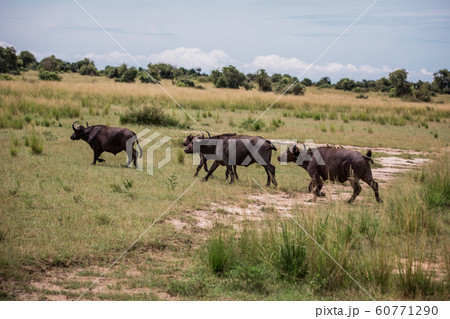 Black African buffaloes run about their business 60771290