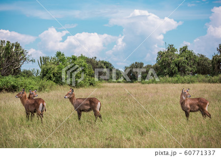 The water goat Kobus ellipsiprymnus defassa is a large and strong antelope The water goat Kobus ellipsiprymnus defassa is a large and strong antelope 60771337