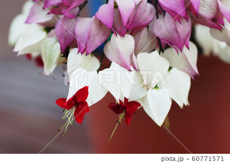 ゲンペイカズラ Clerodendrum thomsoniae ゲンペイカズラ Clerodendrum thomsoniae 60771571