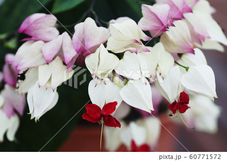ゲンペイカズラ  Clerodendrum thomsoniae 60771572