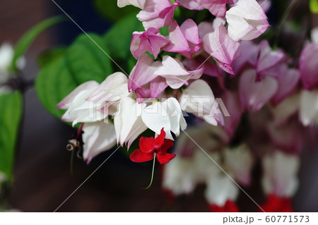 ゲンペイカズラ  Clerodendrum thomsoniae 60771573