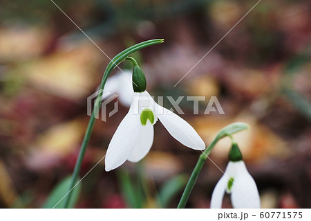 スノードロップ Snowdrop スノードロップ Snowdrop 60771575