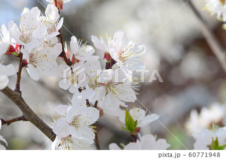 Pink Apple Tree Blossoms with white flowers on Pink Apple Tree Blossoms with white flowers on 60771948