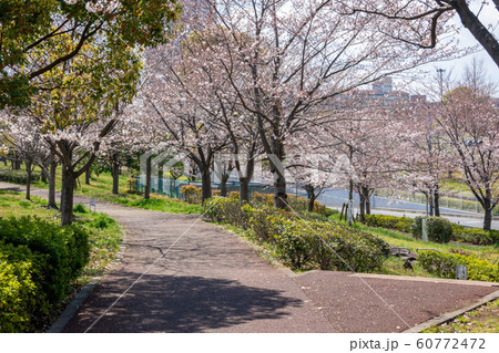 小松川千本桜 小松川千本桜 60772472