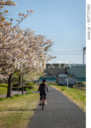小松川千本桜 60772560