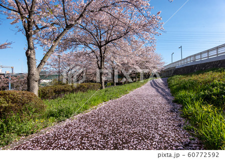 小松川千本桜 小松川千本桜 60772592