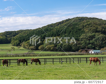 北海道日高浦河の馬産地でのんびり草を食む競走馬 北海道日高浦河の馬産地でのんびり草を食む競走馬 60772917