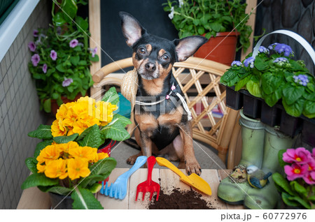 Dog surrounded by flowers and garden tools, an 60772976