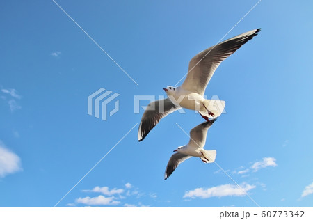横浜山下公園の水鳥 60773342