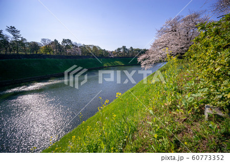 千鳥ヶ淵 桜 千鳥ヶ淵 桜 60773352