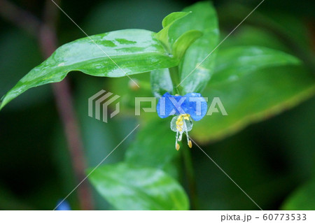 露草 朝の花 花言葉は「尊敬」 露草 朝の花 花言葉は「尊敬」 60773533