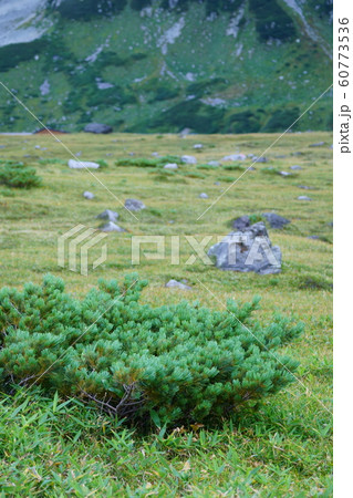 高山地帯の這松 60773536