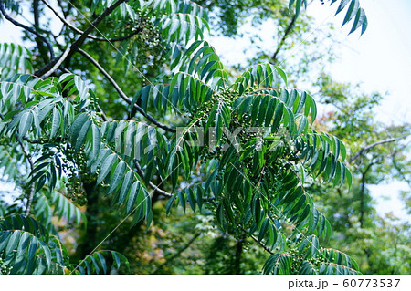 山黄櫨　ヤマハゼの若い実 60773537