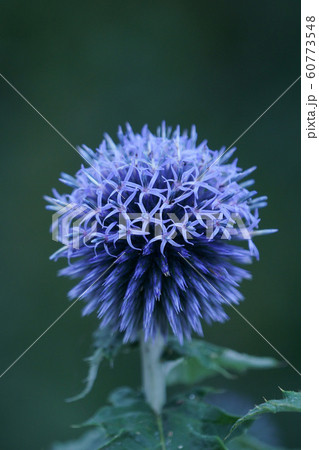 瑠璃玉薊 ルリタマアザミ 花言葉は「豊かな感情」 瑠璃玉薊 ルリタマアザミ 花言葉は「豊かな感情」 60773548