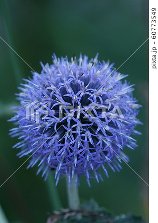 瑠璃玉薊　ルリタマアザミ　花言葉は「豊かな感情」 60773549