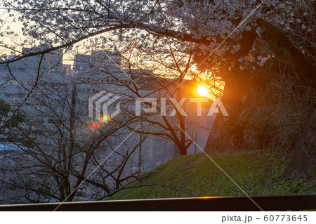 千鳥ヶ淵の桜と朝日 60773645
