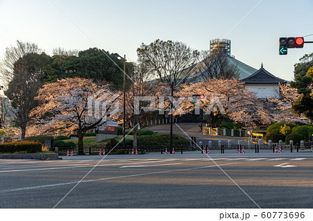 千鳥ヶ淵の桜と朝日 千鳥ヶ淵の桜と朝日 60773696