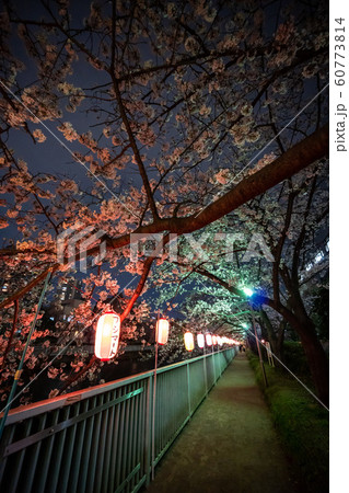大横川　夜桜 60773814