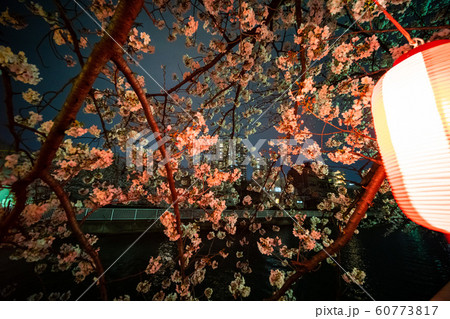 大横川 夜桜 大横川 夜桜 60773817