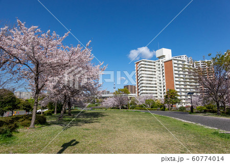 大島小松川公園 桜 大島小松川公園 桜 60774014