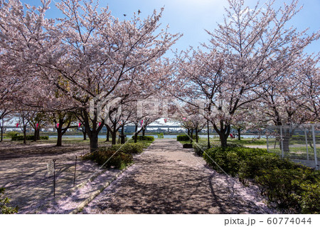 大島小松川公園 桜 大島小松川公園 桜 60774044