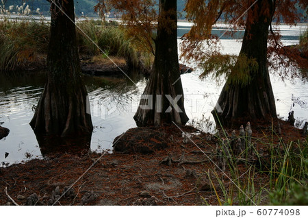 藺牟田池の水面と植物 藺牟田池の水面と植物 60774098