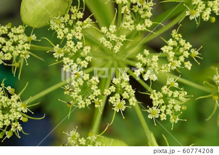 アシタバ 明日葉 花 花序の写真素材