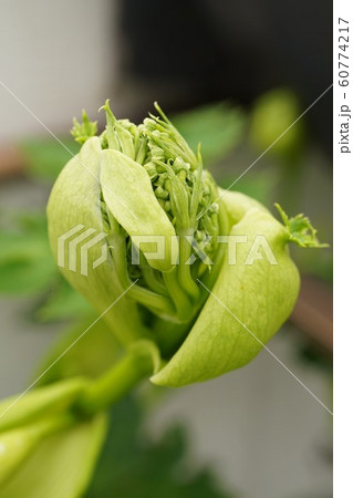 アシタバ　明日葉　花　花序 60774217
