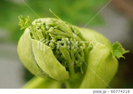 アシタバ　明日葉　花　花序 60774218