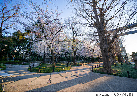 靖国神社 桜 靖国神社 桜 60774283
