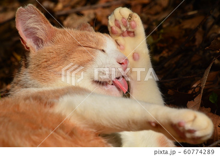 2019山田池公園の猫 2019山田池公園の猫 60774289
